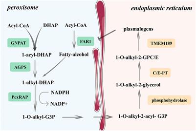 Cooperation effects of radiation and ferroptosis on tumor suppression and radiation injury